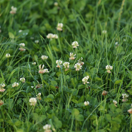 Mélange d'herbe et de trèfle – 1kg