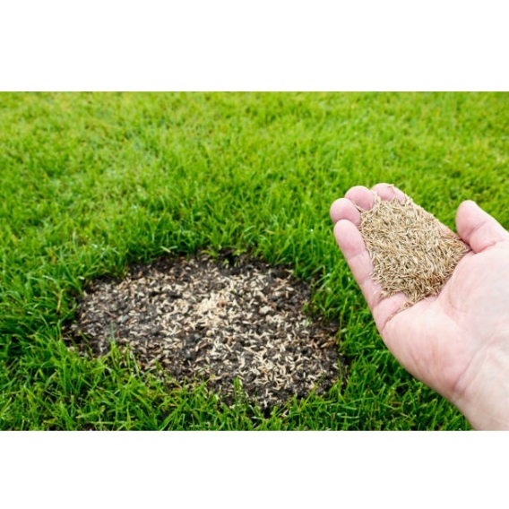 Graszaad gazon